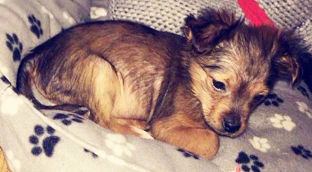 Cucciolo di cane ucciso a martellate e messo nel microonde