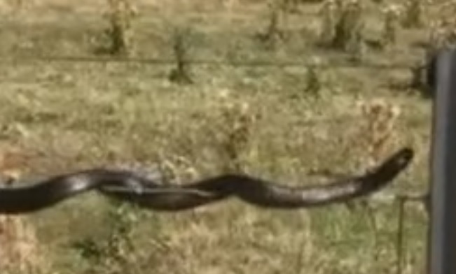 YOUTUBE Serpente tigre "fluttua" supra il cavo invece di strisciare: il perché è un mistero