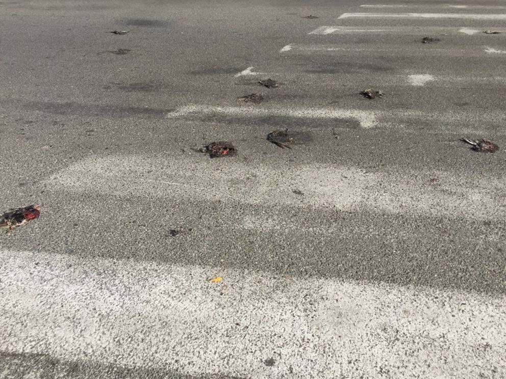Perché gli storni cadono stecchiti sull'asfalto di Roma?