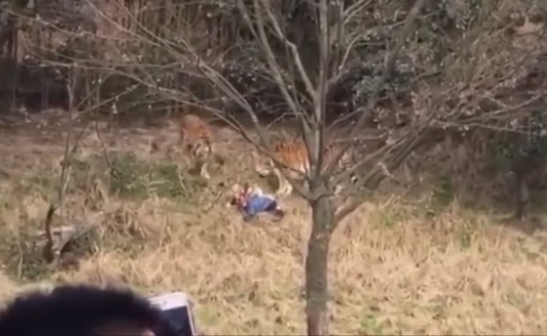 scavalca recinzione zoo sbranato