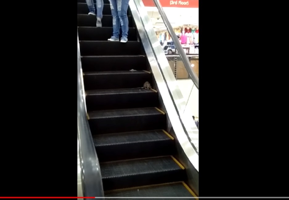 Topo sulle scale mobili del centro commerciale salta sui piedi dei clienti