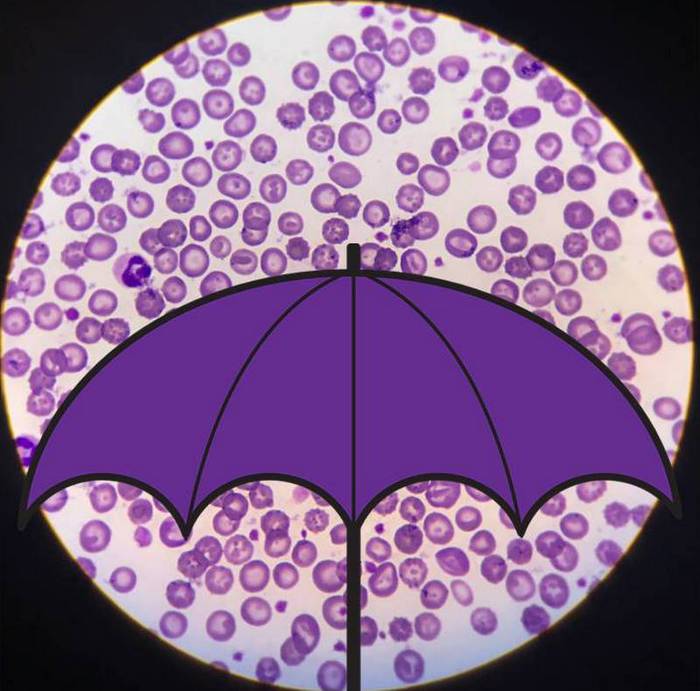 Virus e batteri piovono dal cielo