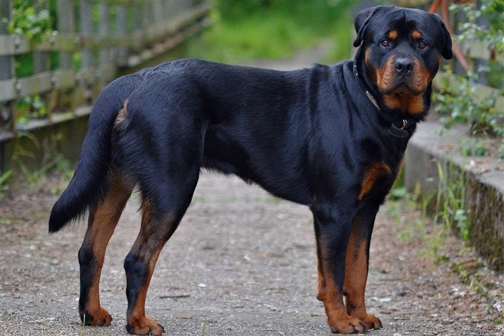anziana azzannata rottweiler