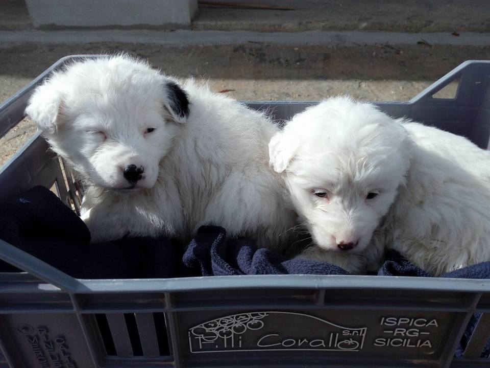 ragusa cuccioli fiume