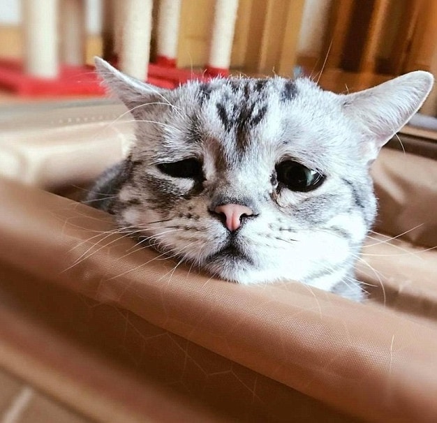 Il volto del gatto che sembra triste