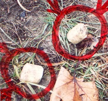 genova spugne fritte cani