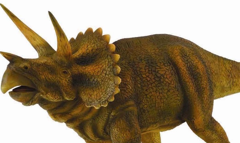 I triceratopi svilupparono le temibili tre corna per attirare un partner