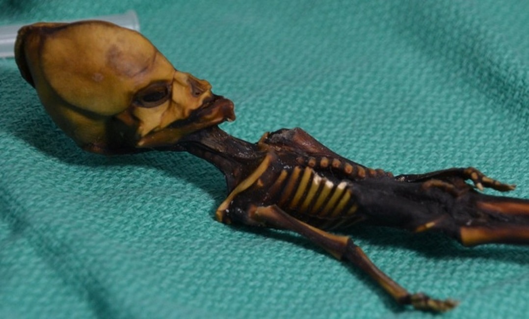 Alieno di Atacama è feto umano con mutazioni genetiche
