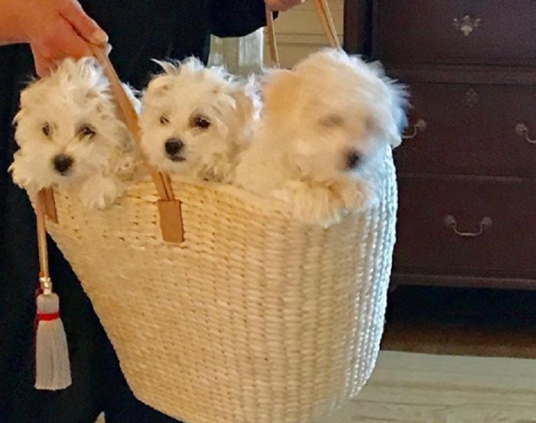 Barbra Streisand ha clonato il suo cane Samantha. Miss Violet e Miss Scarlett sono nate dalle sue cellule