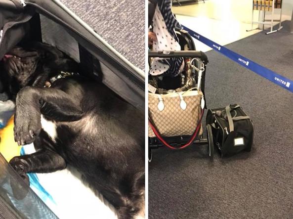 Cane muore durante volo United Airlines: era stato infilato nella cappelliera