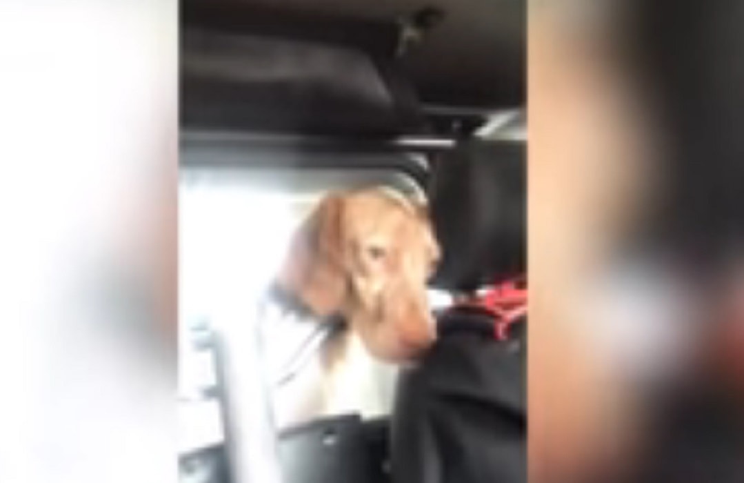 Carabinieri "arrestano" un cane: "Tranquillo, una settimana e sei fuori"