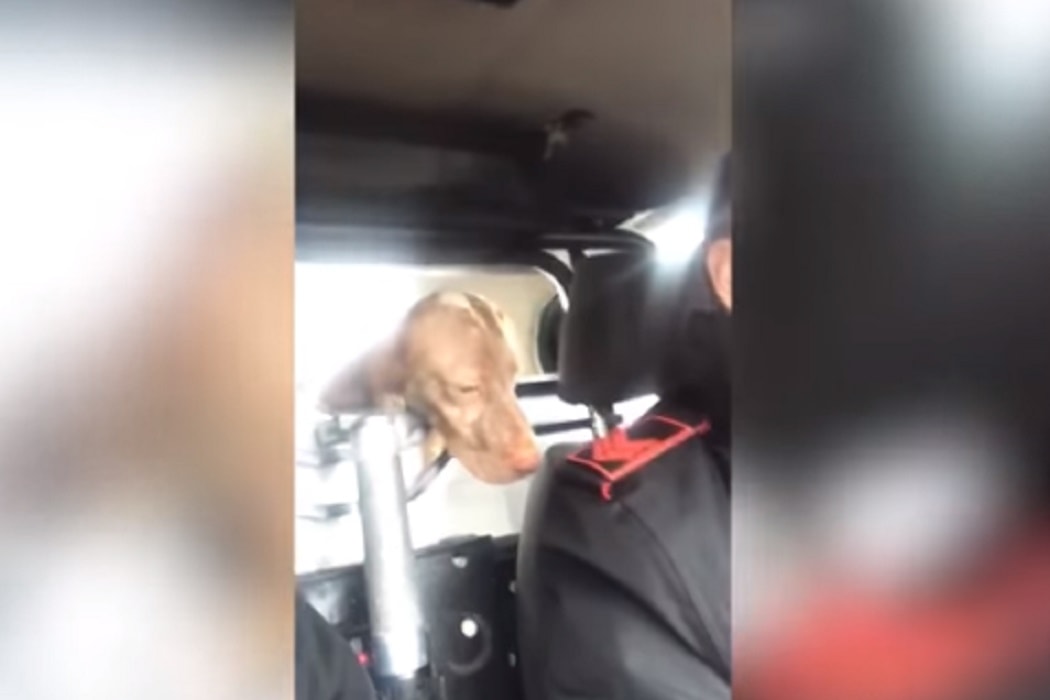 Carabinieri "arrestano" cane e pubblicano video esilarante: ora rischiano sanzione