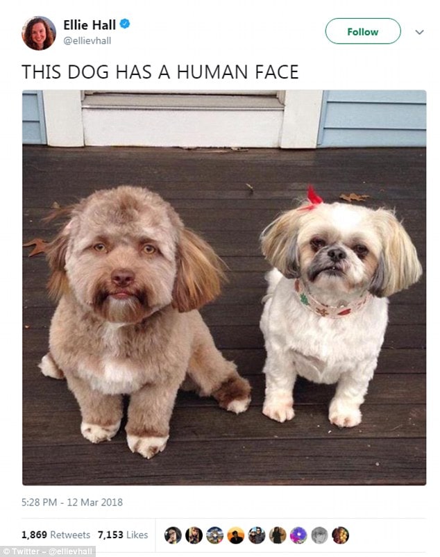 Yogi con un altro cane