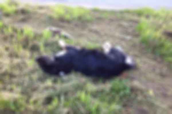 cani avvelenati cosenza