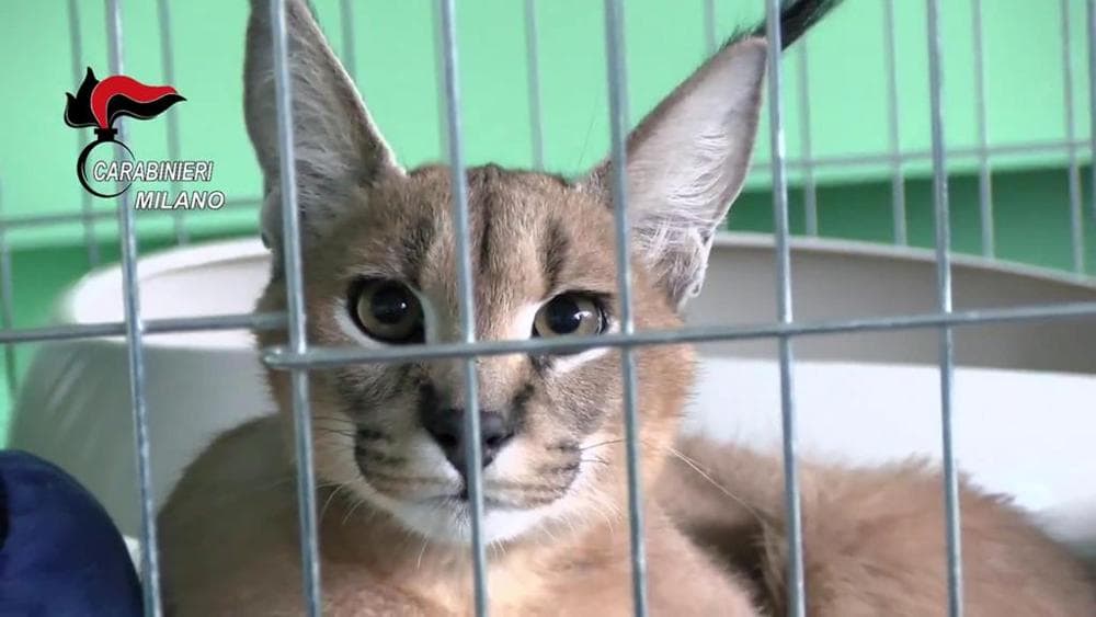 Un gatto caracat è stato posto ai "domiciliari" e un cane maremmano portato in canile