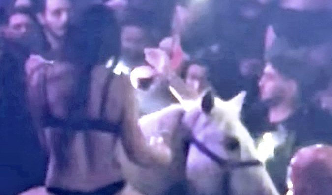 Cavallo bianco nel night club: sindaco Miami chiude il locale