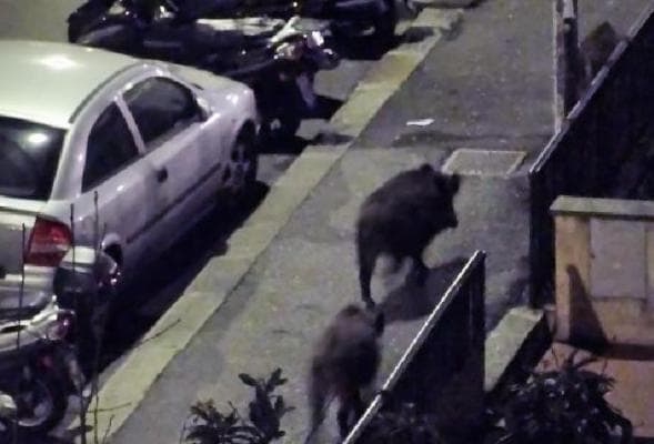 Cacciatori volontari per abbattere cinghiali: li cerca Bologna