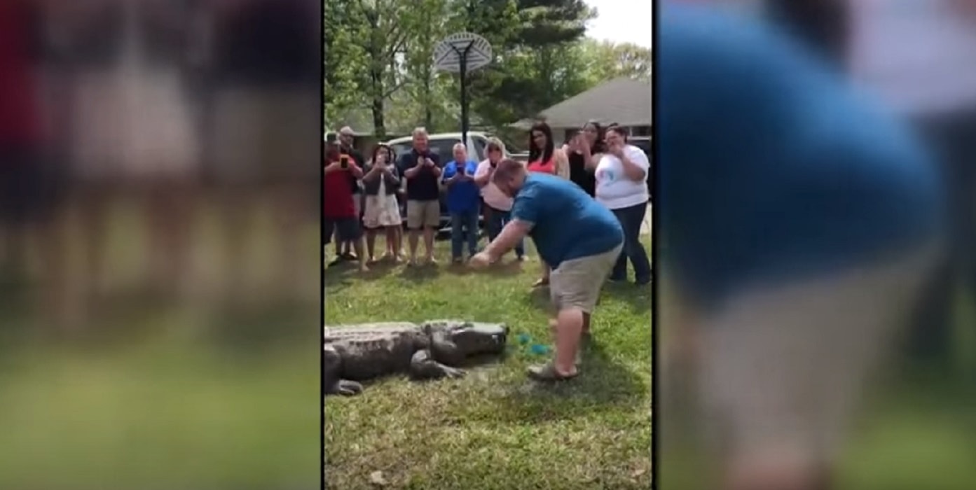 Alligatore "annuncia" al suo allevatore se il figlio sarà maschio o femmina