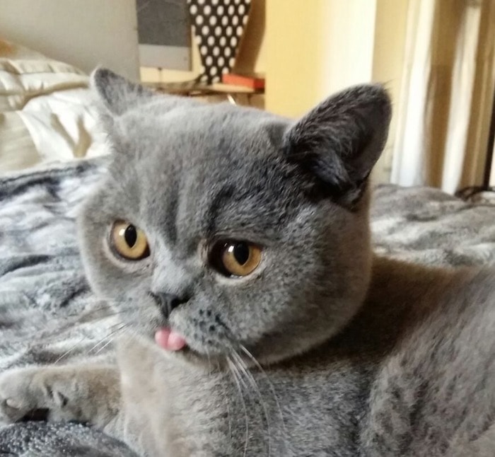 Gatto British Shorthair: un micio paffuto e coccolone perfetto per chi vive in appartamento