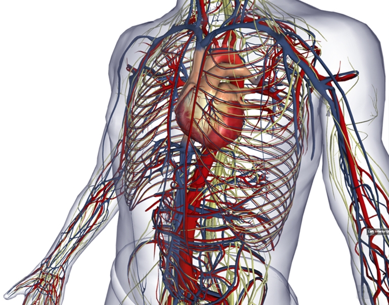 Nel corpo umano un nuovo organo: si chiama "interstizio"