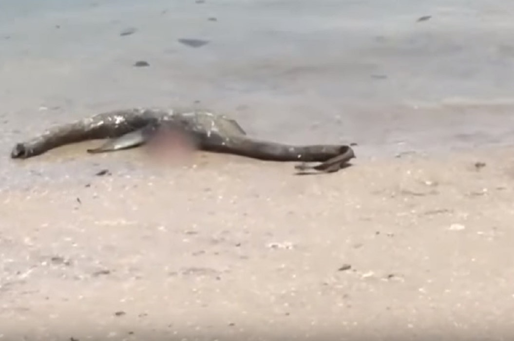 animale morto sembra loch ness