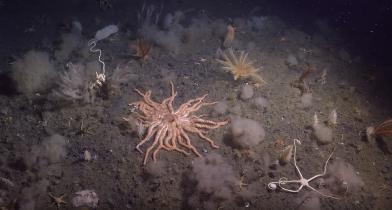 Mille metri sotto l'Antartide: le creature degli abissi