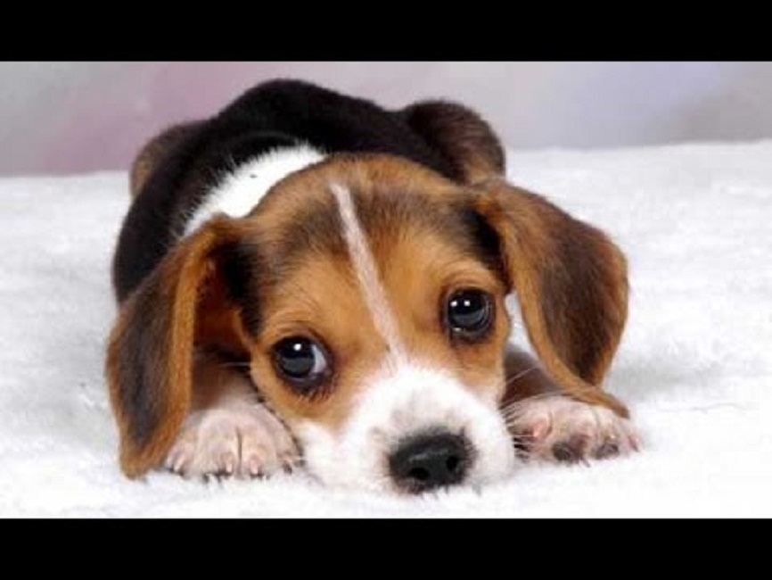 Sora, cucciolo di cane lanciato dal cavalcavia. Salvato da due ragazzi