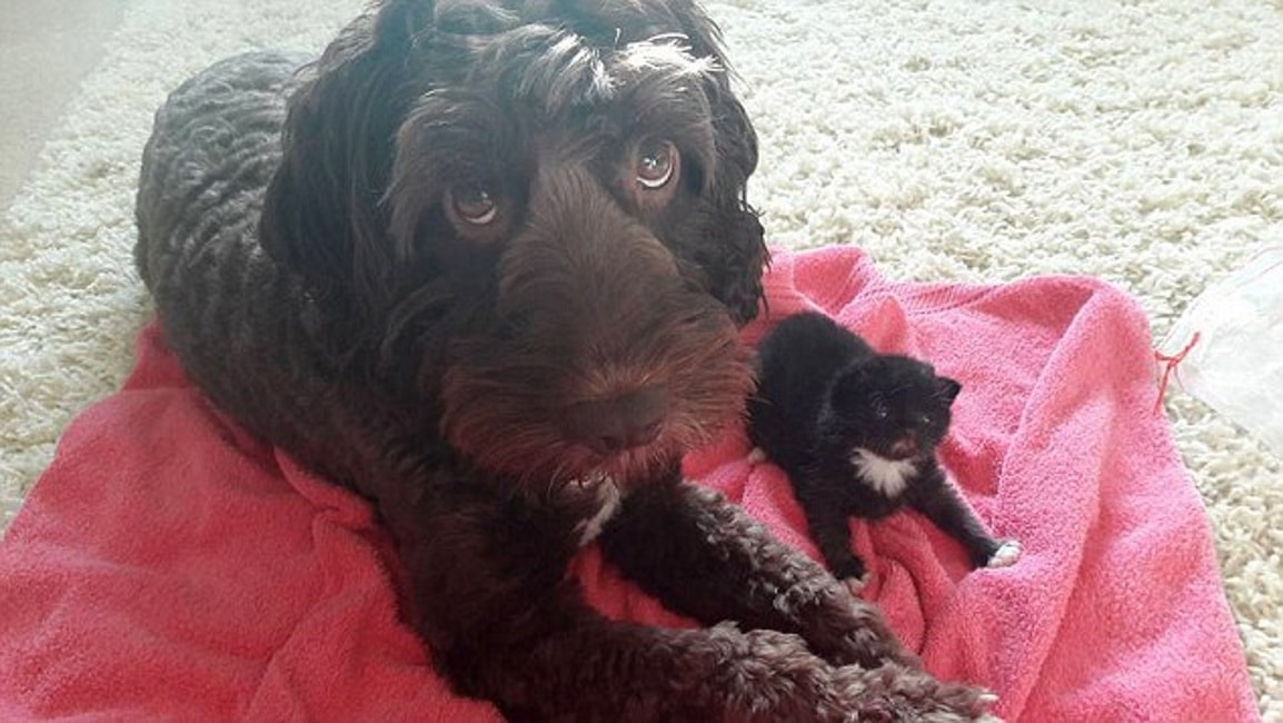 Dennis, il cane che sussurra ai gatti: fa ma mamma ai cuccioli orfani