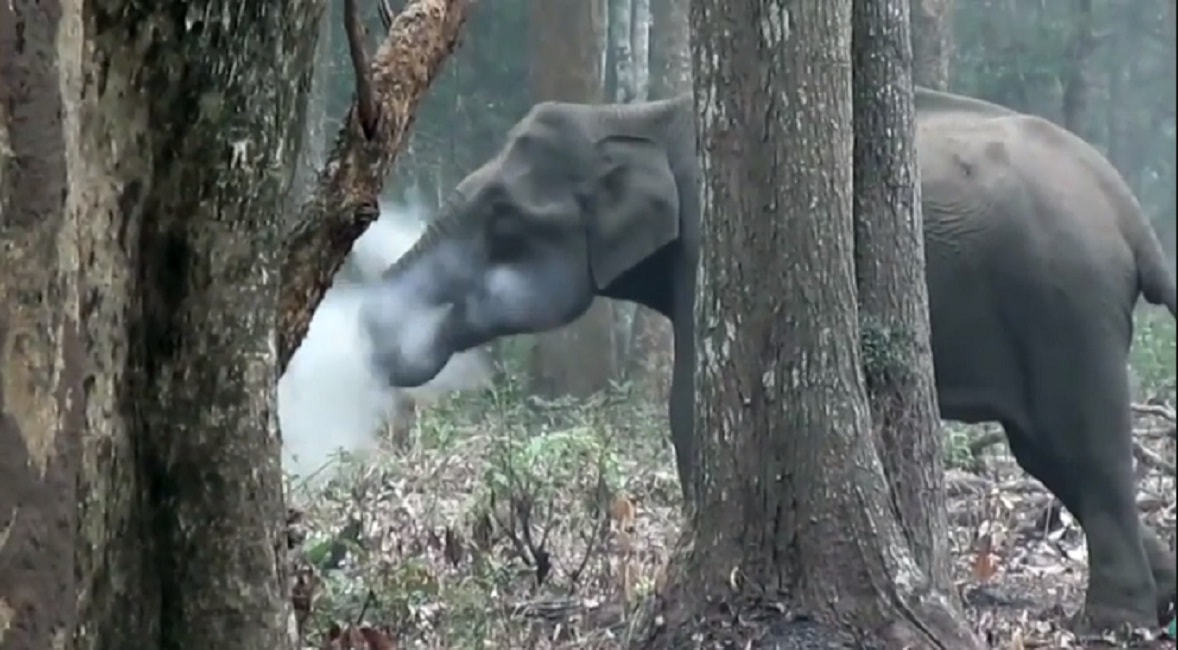 Elefante fuma nel parco nazionale in India