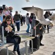 Venezia, gabbiano ruba il panino alla turista