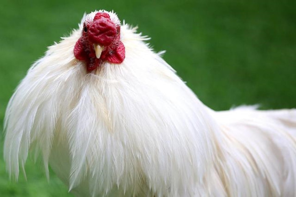 Un gallo decapitato in Thailandia è sopravvissuto