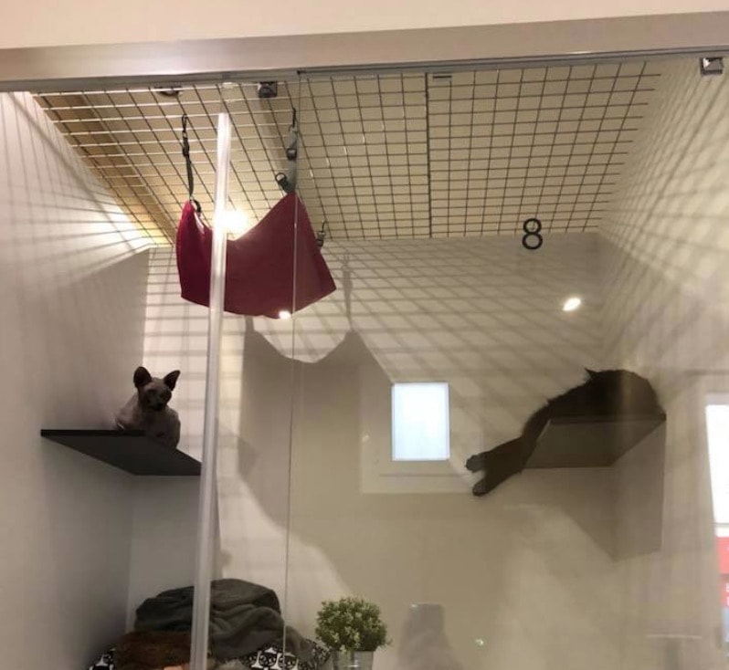 Dove lasciare i gatti quando si parte? La risposta francese