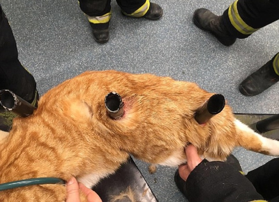 Un'immagine del gatto trafitto