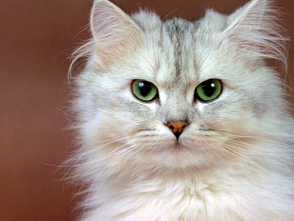 Perché i gatti perdono il pelo? Quando ci si deve preoccupare?