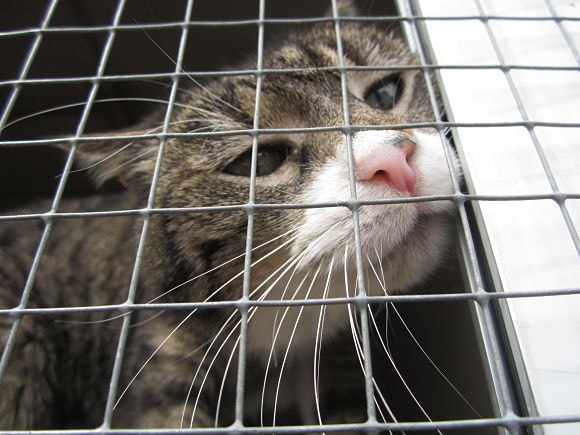 Come adottare responsabilmente un cane o un gatto