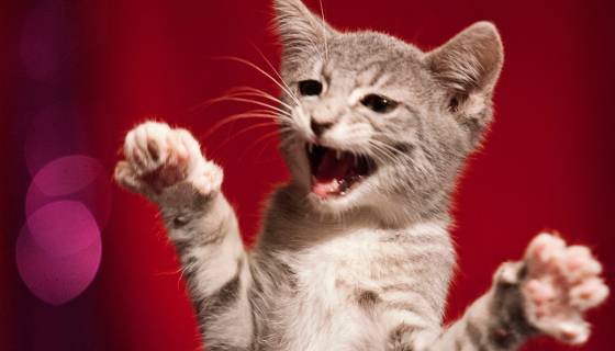 L'esorcista avverte: "Esistono anche cani e gatti indemoniati"