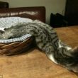 Gatto allungato