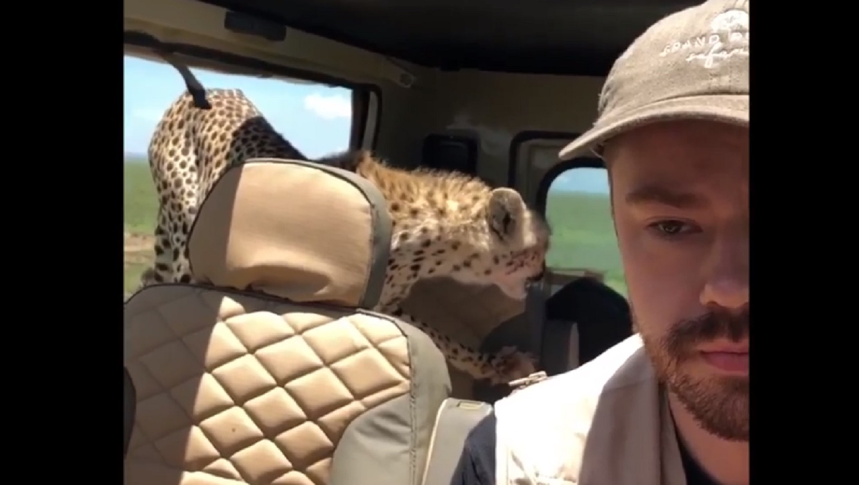 Ghepardo in auto del turista