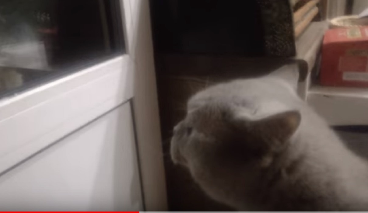 Giacobbe, il gatto che ha imparato a parlare al proprietario: "Aprimi la porta"