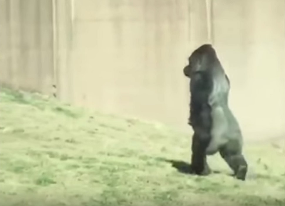 Louis gorilla cammina come uomo