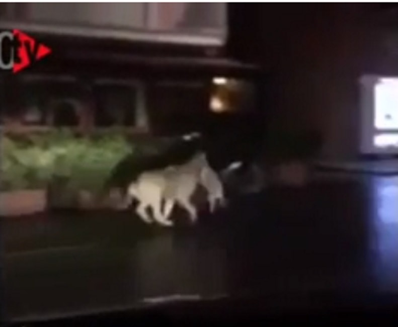 Lupo fugge col gatto in bocca dal centro di Porto Ercole