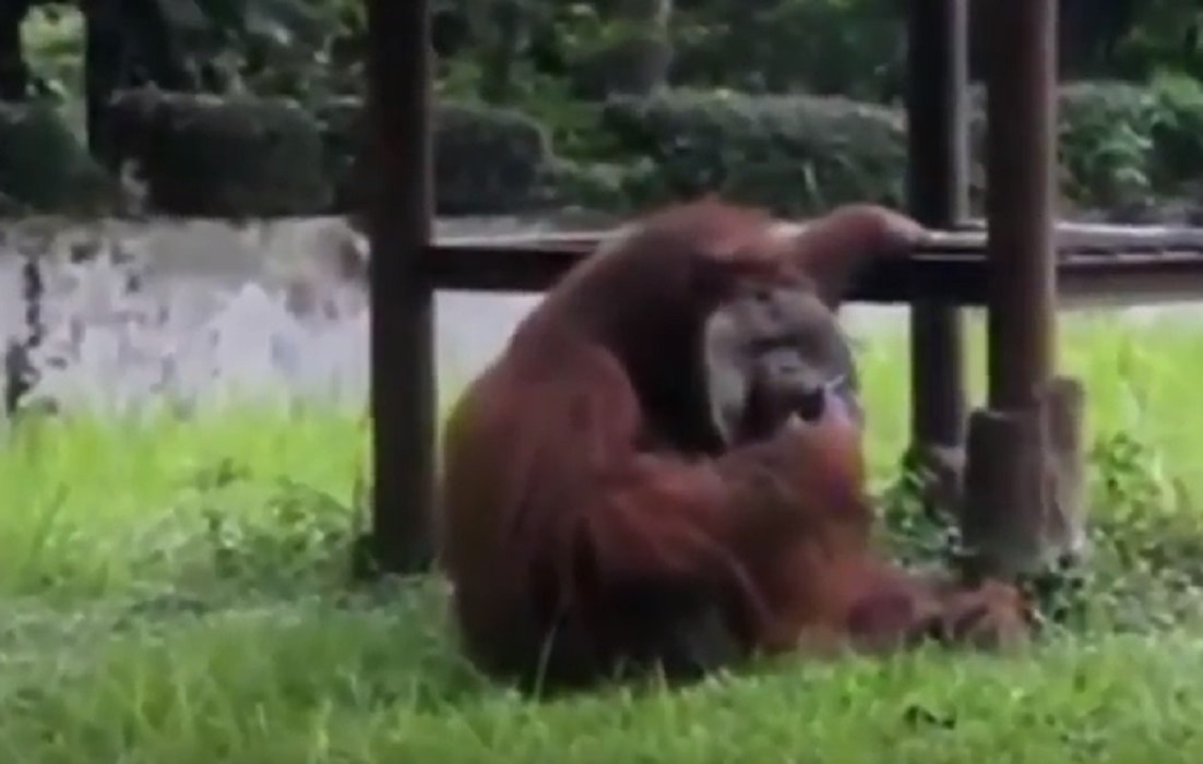 Orango fuma sigaretta lanciata da visitatore