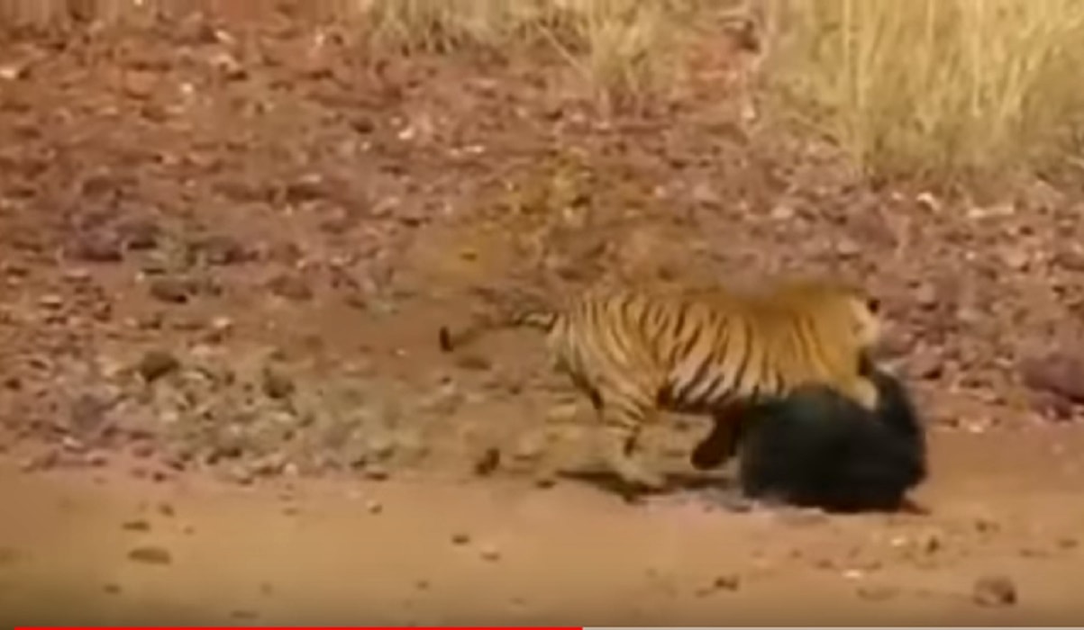 Tigre lotta contro orso: chi vince?