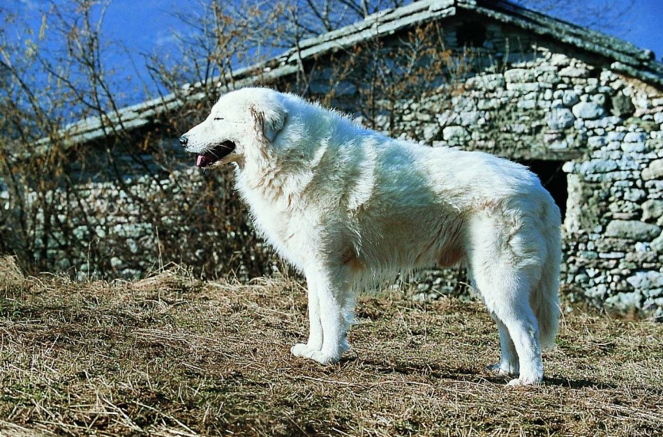 Rovereto. Abbaia troppo, pastore maremmano sequestrato. Ma il vicino abita a 300 metri...