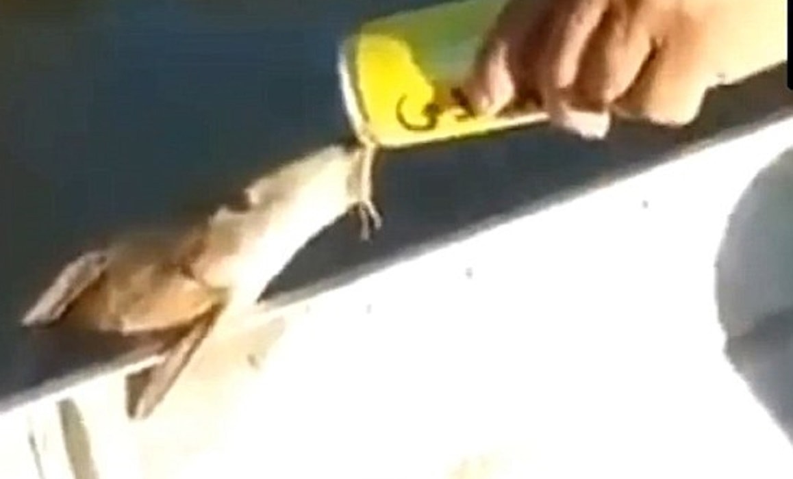 Pesce beve birra dalla lattina