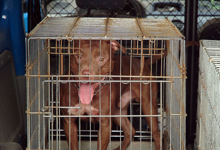 Mercogliano, bimbo di 9 anni aggredito dal pitbull dell'amichetto: 46 punti di sutura