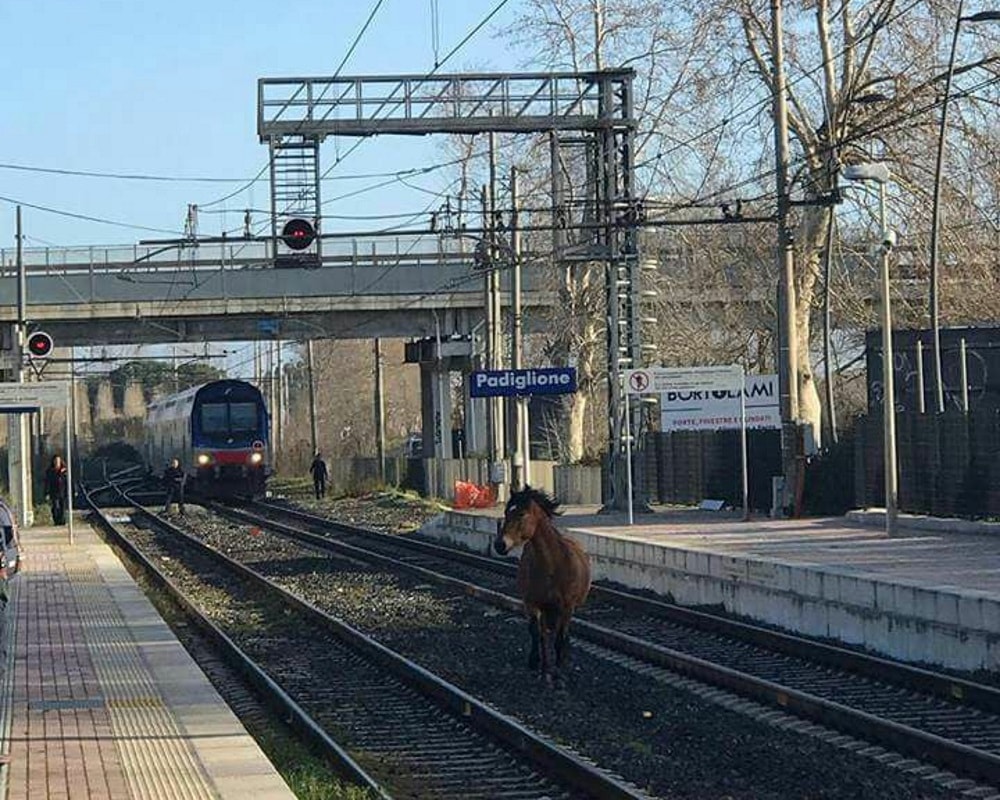 Nettuno, cavallo sui binari blocca il treno per Roma FOTO