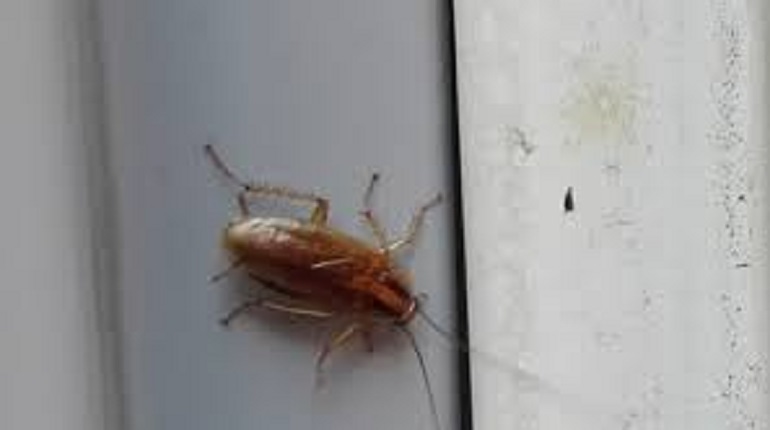 Scarafacci, ecco perché sono indistruttibili. Il segreto è nel loro DNA (foto Ansa)