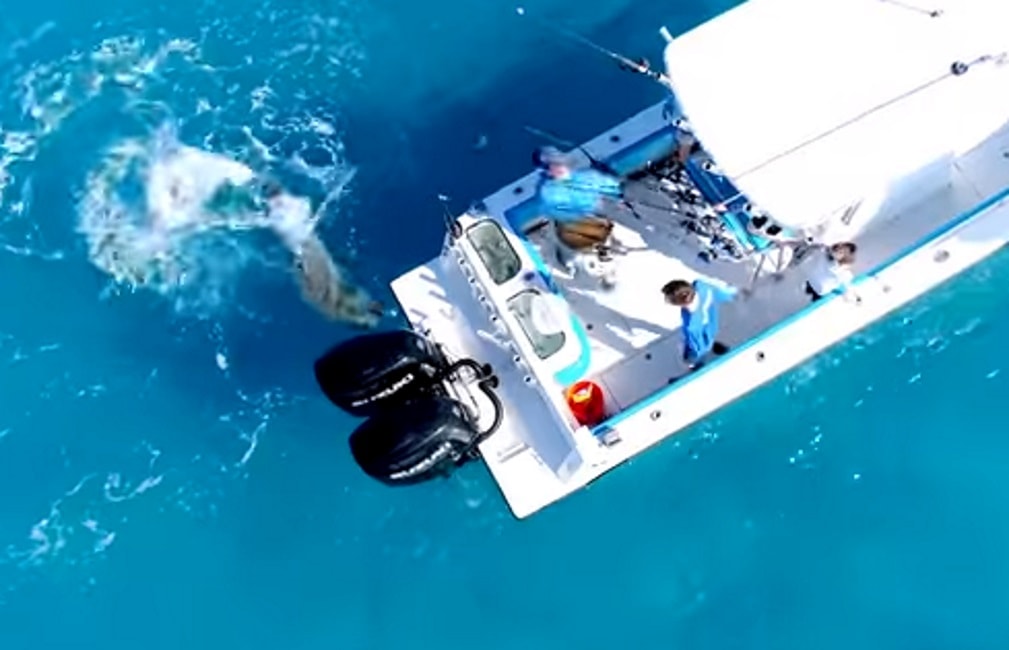 Drone fa video attacco squalo pescatori