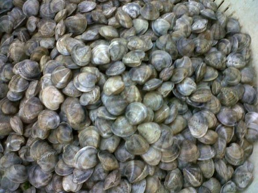 Vongole veraci contaminate da batterio